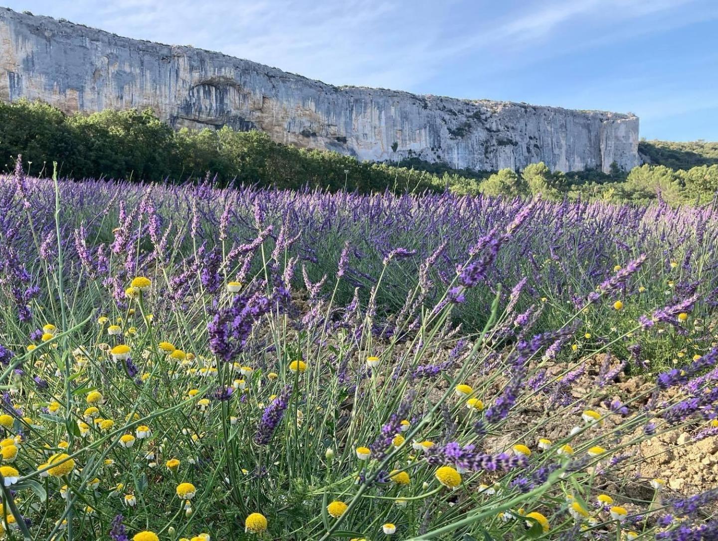 Gite La Madeleine Du Luberon. Lioux Extérieur photo